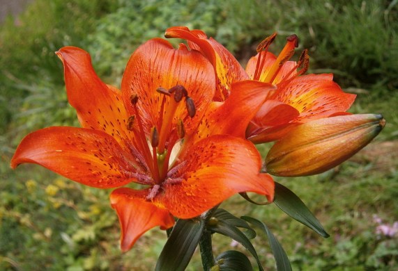 blühende Lilien